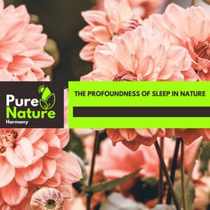 The Profoundness of Sleep in Nature - Nature Field Recordings