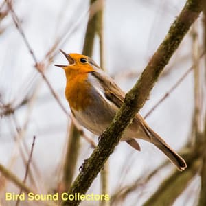 A Morning with the Birds Singing - Bird Sound Collectors