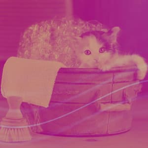 Music for Afternoon and Cats - Calming Cat Music