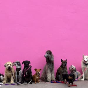 Jazz Violin - Background for Midsummer Pups - Music for Dogs Radio