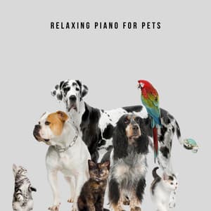 Pet Music - Relaxing Piano For Pets