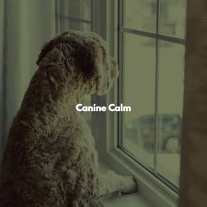 Canine Calm - Naomi Mcbride Projects