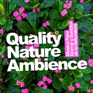 Quality Nature Ambience - Musica Para Dormir y Sonidos de la Naturaleza