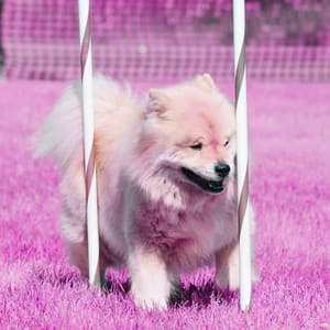 Brilliant Music for Eager Hounds - Bossa Guitar Trio - Puppy Sleeping Sounds