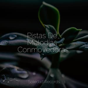 Pistas De Melodías Conmovedoras - Zona Música Relaxante