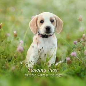 Flowing Purr: Nature's Retreat for Dogs - Natural Disasters