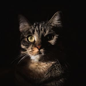 Melodías De Acompañamiento: Música Para La Comodidad De Las Mascotas - Soñador acuático