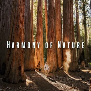 Harmony of Nature: Relaxation with Binaural Sounds - Nature TV