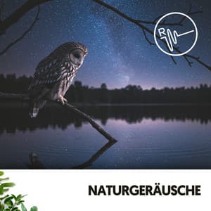 Naturgeräusche: Melodien für friedliche Nächte - Relajacion