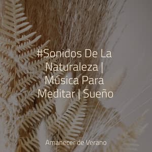 #Sonidos De La Naturaleza | Música Para Meditar | Sueño - Sonidos de la Naturaleza Relax