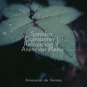 Sonidos Calmantes | Relajación Y Atención Plena - Música para Relajarse Profundamente