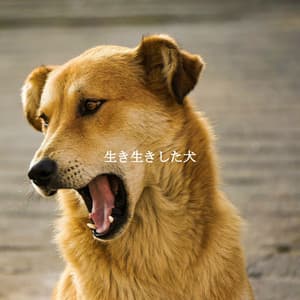生き生きした犬 - Smooth Jazz Radio