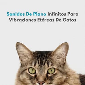 Sonidos De Piano Infinitos Para Vibraciones Etéreas De Gatos - Musicas de Piano Masters