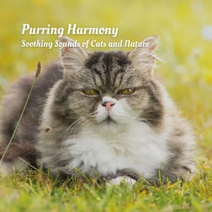 Purring Harmony: Soothing Sounds of Cats and Nature - Nature Nerd