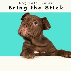 2 0 2 3 Bring the Stick - Dog Total Relax