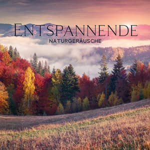 Entspannende Naturgeräusche: Musik mit Natur zur Meditation, Schlafen, Ruhige Geräusche für Herz und Seele - Naturgeräusche Meditationsmusik
