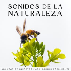 Sonidos De La Naturaleza: Sonatas De Insectos Para Dormir Fácilmente - La Naturaleza Del Sueño