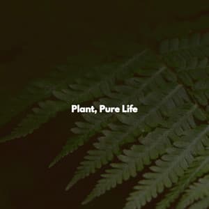 Plant, Pure Life - Música Lounge para Cafés