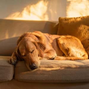 Patas Nocturnas: Lofi Chill Para Perros - Dualidad pura