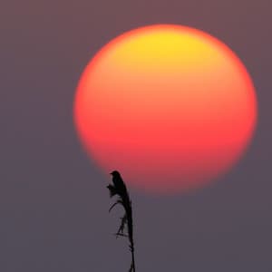 Half-Awake Sun - Lil Chantel