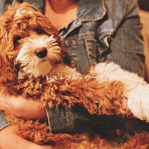 レストフル・ウーフ - Coffee House Smooth Jazz Playlist