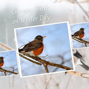 Chirping Birds on Winter Day - Focus Study