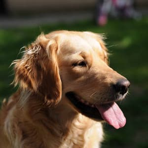 Grand Jazz Violin - Ambiance for Curled Up Pups - Dog Music