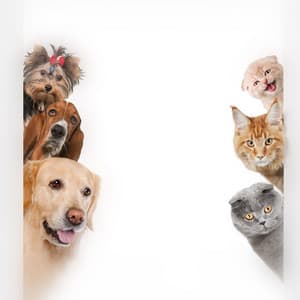 Thérapie audio apaisante pour animaux de compagnie : harmonies douces pour apaiser les chiens et les chats, repos réconfortant - Hz Musique de chien