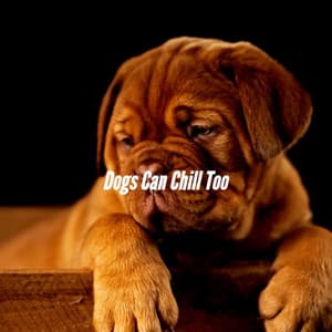 Dogs Can Chill Too - Relajado Musica Relajante para Perros
