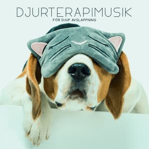Djurterapimusik för djup avslappning - Hundmusik oas