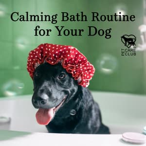 Calming Bath Routine for Your Dog - Pet Care Club