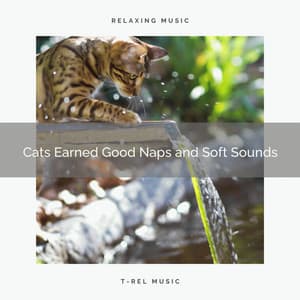 Cats Earned Good Naps and Soft Sounds - Cat Music Experience