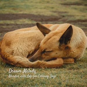 Dream Melody: Blended with Lofi for Calming Dogs - Lofiwaala