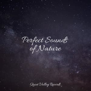 Perfect Sounds of Nature - Rainfall