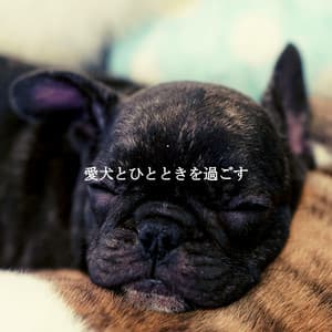 愛犬とひとときを過ごす - Coffeeshop Smooth Jazz Playlist Classics