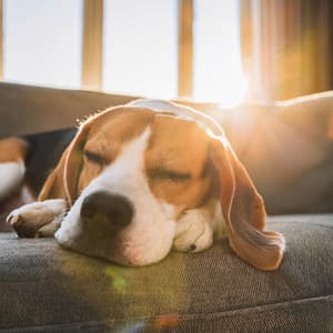 Calma De Perros: Música Relajante Para La Serenidad - Naturaleza Sonidos de la Tierra