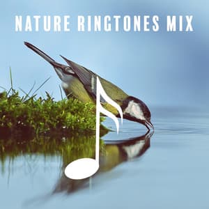 Nature Ringtones Mix: Calming Water & Singing Birds - Sara Wild