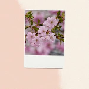 Backdrop for Spring Rest - Jazz Ballad - Musique du Dimanche Matin