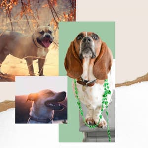 Trumpet Smooth Jazz - Ambiance for Doggies Resting - Relaxing Dog Music Playlists