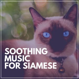 Soothing Music for Siamese - Music for Cats Peace