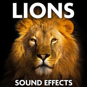 Lions Sound Effects - Sound Ideas