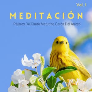 Meditación: Pájaros De Canto Matutino Cerca Del Arroyo Vol. 1 - Ruido de agua