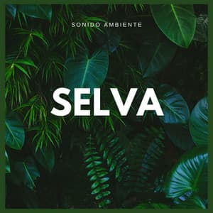 Sonido Ambiente: Selva - Sonidos De La Selva