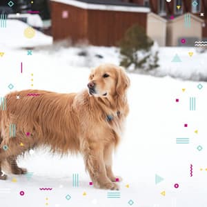 Music for Stressed Doggies - Jazz Music for Dogs