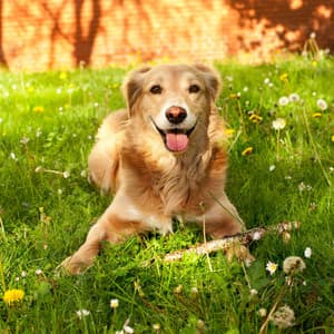 Ambient Dog's Joy: A Water Sym phony of Companionship - Coast to Coast Recordings