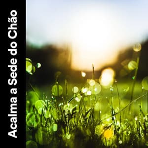Acalma a Sede do Chão - Chuva Pra Dormir