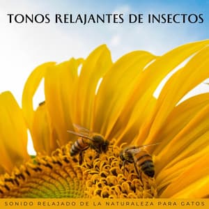 Tonos Relajantes De Insectos: Sonido Relajado De La Naturaleza Para Gatos - Escapada Maravillosa