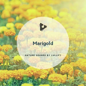 Marigold - Nature Sounds by Lullify