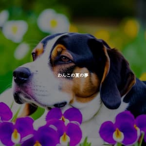 わんこの夏の夢 - Miami Hotel Jazz