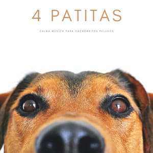 4 Patitas: Calma Música Para Cachorritos Peludos - Biblioteca de Música Para Mascotas